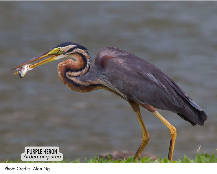 Purple Heron (Ardea purpurea)